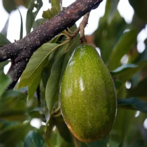 Seedling Avocado Butter Fruit Live Plant (1.5-2 Feet Height)