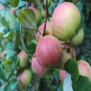 Seedless Apple Ber Jujube Kul Grafted Fruit Live Plant (1-2 Feet Height)