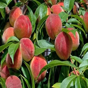 Shan E Punjab Peach Grafted Fruit Live Plant (2-3 Feet Height)