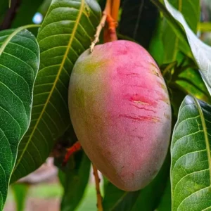Sindhu Seedless Mango Aam Grafted Fruit Live Plant (1.5-3 Feet Height)