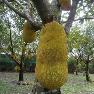 Giant Big Size Varikka Katahal Panasa Chakka Variety Crafted Fruit Live Plants & Tree (1.5-3 Feet Size)
