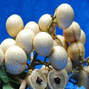 Snow White Dra on E e Lon an Grafted Fruit Live Plant (1-2 Feet Height)