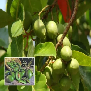 Sour Indian Olive Jalpai All Time Layering/Grafted Fruit Live Plant (1.5-3 Feet Height)