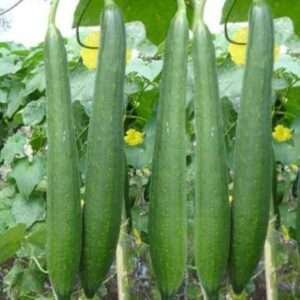 Sponge Gourd Chikni Turai - Desi Vegetable Seeds