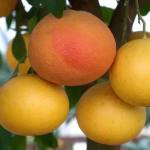 Star Ruby Grapefruit Grafted Fruit Live Plant (1-2 Feet Height)