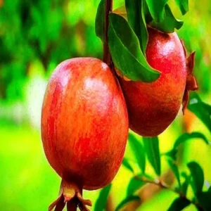 Super Bhagwa Pomegranate Anar Layering/Grafted Fruit Live Plant (1.5-3 Feet Height)