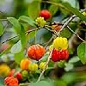 Surinam Cherry Cherries Layering/Grafted Fruit Live Plant (1-2 Feet Height)