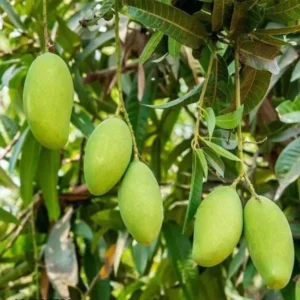 Sweet Kaccha Mitha Mango Aam Grafted Fruit Live Plant (1.5-3 Feet Height)