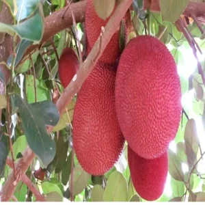 Thai Pink All Season Jackfruit Panasa Varikka Katahal Chakka Grafted Fruit Live Plant (1.5-3 Feet Height)
