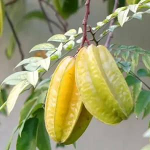 Thai Sweet Star Fruit Carambola Kamranga Amrak Crafted Live Plant (1.5-3 Feet Height)