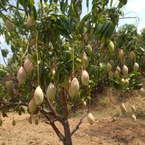 Totapuri Mango Aam Crafted Fruit Live Plant (1.5-3 Feet Height)