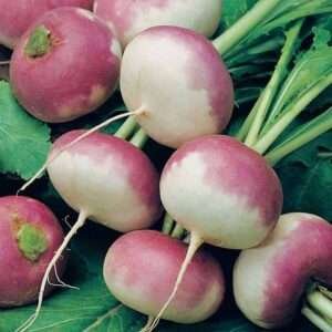 Tulip Seeds