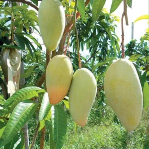 Thai Catimon Katimon All Time Sweet Fruit Mango Aam Grafted Fruit Live Plant (1.5-3 Feet Height)