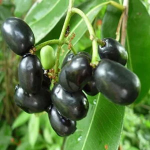 Thai Black Jamun Jambolan Jam Grafted Fruit Live Plant (1.5-3 Feet Height)