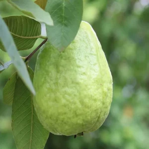 Thai 7 Guava Amrood Layering/Grafted Fruit Live Plant (1.5-3 Feet Height)
