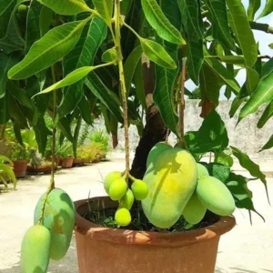 Thai All Time Baramasi Mango Aam Grafted Fruit Live Plant (1.5-3 Feet Height)