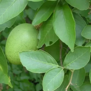 Thai Bel Bael Bilva Grafted Fruit Live Plant (1.5-2 Feet Height)