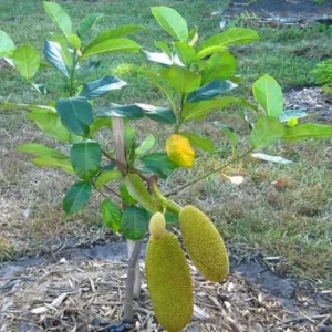 Thai All Season Jackfruit Panasa Varikka Katahal Chakka Grafted Fruit Live Plant (1.5-3 Feet Height)