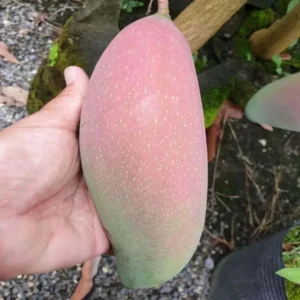 Thai King Of Chakapat Mango Aam Grafted Fruit Live Plant (1.5-3 Feet Height)