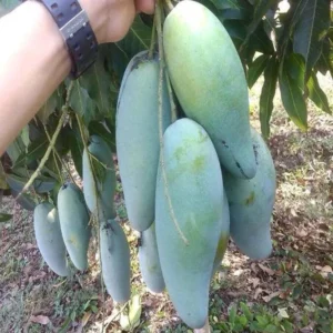 Thai Kujai Qjai Mango Aam Grafted Fruit Live Plant (1.5-3 Feet Height)