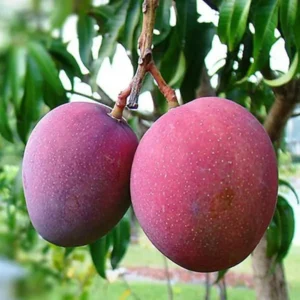 Tommy Atkins All Time Mango Mango Aam rafted Fruit Live Plant (1.5-3 Feet Height )