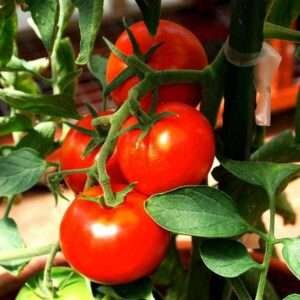 Tomato Ped - Desi Vegetable Seeds