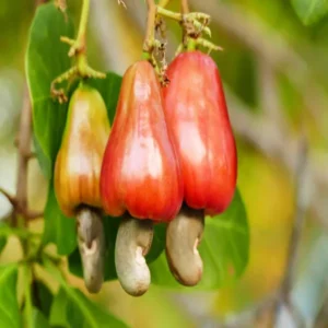 Vri 3 Kaju Cashew Nut Anacardium Fruit Live Plant (1.5-3 Feet Height