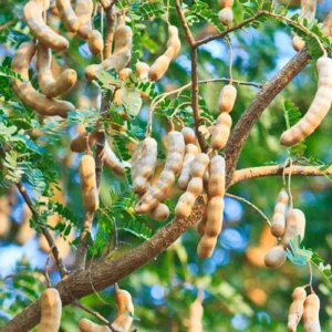 Sour Vantoor Tamarind Imli Crafted Fruit Live Plant (1.5-3 Feet Height)