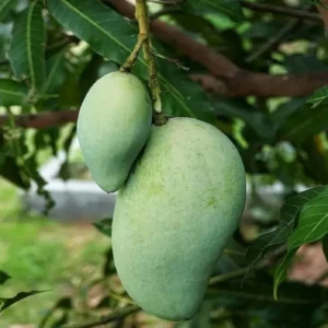 Vastra All Time Mango Aam Grafted Fruit Live Plant (1.5-3 Feet Height)