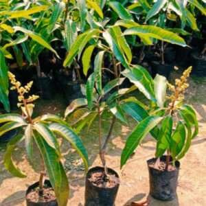 Vastara Mango Organic Fruit Plant
