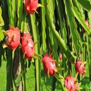 White Dragon Fruit Cutting/Grafted Fruit Live Plant (1-2 Feet Height)