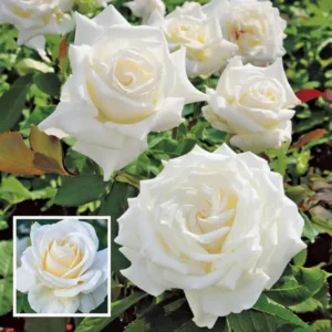 WHITE Rose Fragrant Flower Live Plant 1-2 Feet Height)