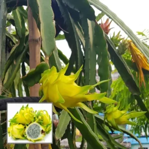 Combo White,Pink & Yellow Colombiana Dragon Fruit Cutting/Grafted Fruit Live Plant (1-2 Feet Height) (Pack Of 3)