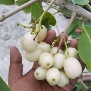 White Jamun, (All Season) Jam,White Jambolan, Sada Jam Grafted Organic Fruit Plant