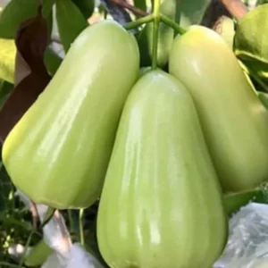 Thai All Time Wax Apple Water Apple Java Apple Jamrul Chamba Layering/Grafted Fruit Live Plant (1.5-3 Feet Height)