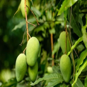 Honey Sweet Chaunsa Mango Aam Grafted Fruit Live Plant (1.5-3 Feet Height)