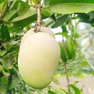 Babul Dufala White All Time Mango Aam Grafted Fruit Live Plant (1.5-3 Feet Height)