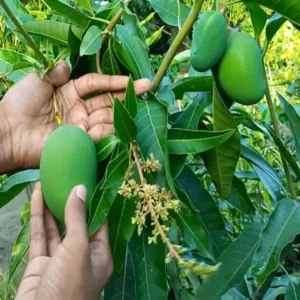 Bangladesh Bari 11 All Time Mango Aam Grafted Fruit Live Plant (1.5-3 Feet Height)