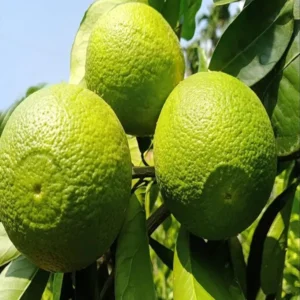 Bangladesh Bari 1 Malta Mosambi Grafted Fruit Live Plant (1.5-2 Feet Height)