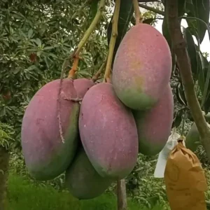Bari 13 Mango Aam Grafted Fruit Live Plant (1.5-3 Feet Height)