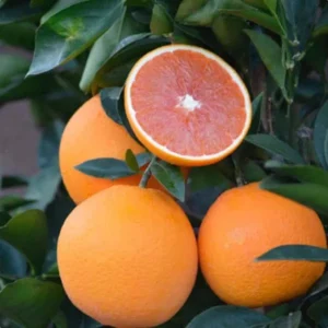 Cara Cara Navel Orange Santra Grafted Fruit Live Plant (1.5-2 Feet Height)
