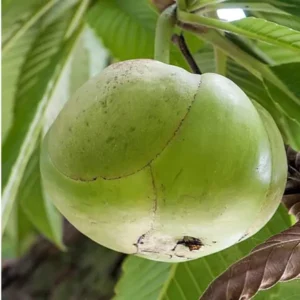 Elephant Apple Chalta Dillenia Indica Fruit Live Plant (1.5-3 Feet Height)