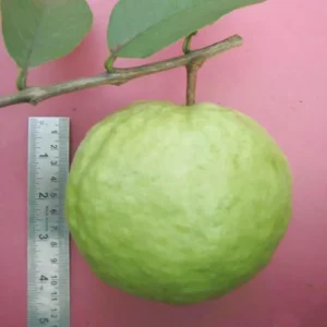 Vnr Bihi Guava Amrood Layering/Grafted Fruit Live Plant (1.5-3 Feet Height)