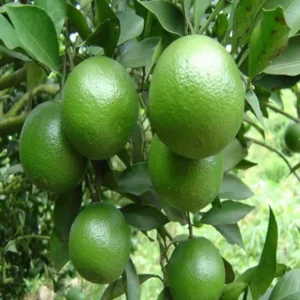 Jalna Sweet Mosambi Crafted Fruit Live Plant (1.5-2 Feet Height)