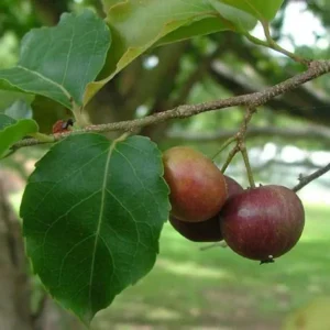 Manila Tennis Ball Cherry Cherries Grafted Live Plant (1-2 Feet Height)