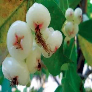 Mixed Wax Apple Water Apple Java Apple Jamrul Chamba Layering/Grafted Fruit Live Plant (1.5-3 Feet Height)