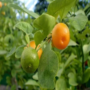 Nimbu Cot Sour All Time Lemon Nimbu Layering/Grafted Fruit Live Plant (1-2 Feet Height)