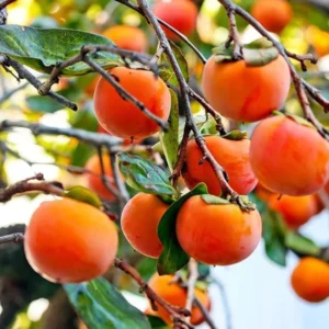 Eureka Persimmon Crafted Fruit Live Plant (2-3 Feet Height)