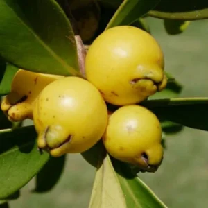 Yellow Strawberry Guava Amrood Layering/Grafted Fruit Live Plant (1.5-3 Feet Height)