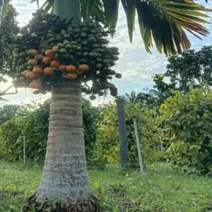 Vtlah -2 Vittal Hybrid-2 Arecanut Betel Nut Supari Hybrid Dwarf Fruit Live Plant (1.5-3 Feet Height)